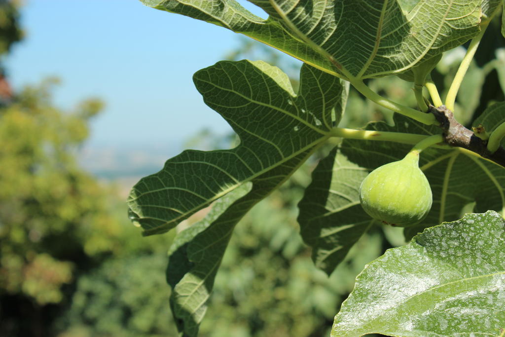 Agriturismo Regno Verde Narni Exteriér fotografie